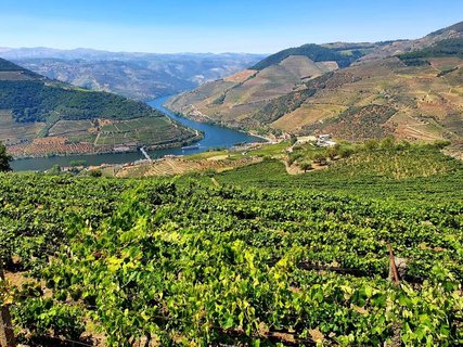 Douro_Tal_gruene_Weinberge_und_der_Douro_Fluss