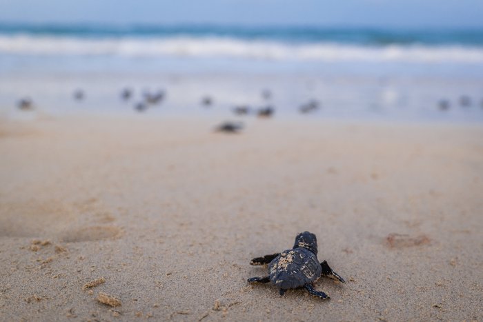 Eine Schildkröte am Strand