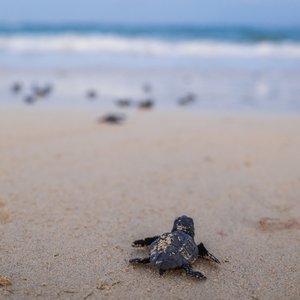 Schildkröte Eine Schildkröte am Strand