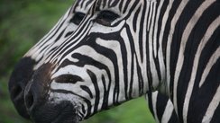 Zebras, Südafrika