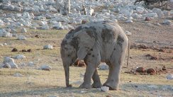 Etosha, Namibia