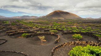 Kanaren: Lanzarote Weinabaugebiet La Geria