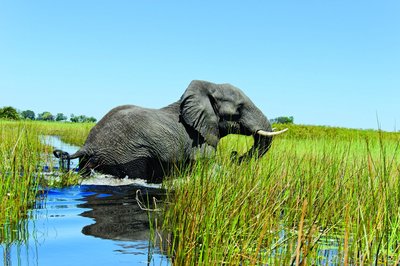 Elefant, Visum und Einreise Botswana