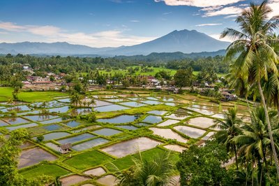 Teeplantagen in Sumatra, Indonesien