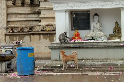 Hund und Tempel,  Sri Lanka