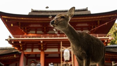 Sehenswürdigkeiten Japan_Nara_Hirsch vor Tempel