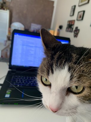 Katzen im Home Office