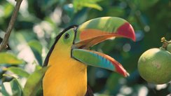 Vogel, Costa Rica