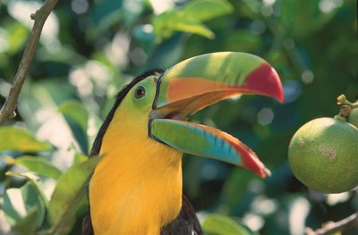 Vogel, Costa Rica