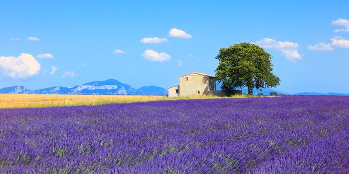 Provence: Lavendelblüten