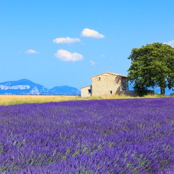Provence: Lavendelblüten