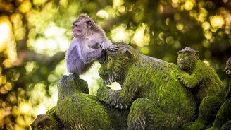 Affe auf Bali