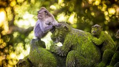 Ubud_Monkey_in_Monkey_Forest, Bali Indonesien