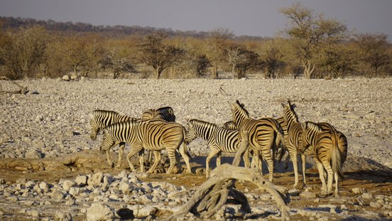 Zebraherde im Etosha Nationalpark Zebraherde im Etosha Nationalpark