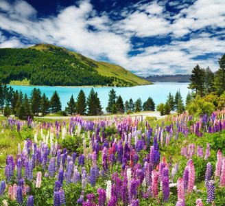 Frühling mit Blumen, Neuseeland