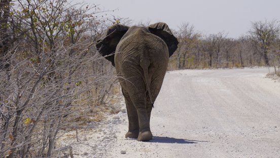 Elefant im Etosha Nationalpark
