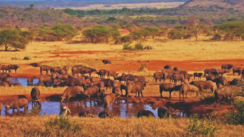 Kenia Steppe