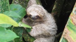 Faultier, Costa Rica