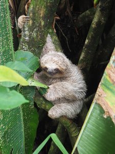Faultier, Costa Rica