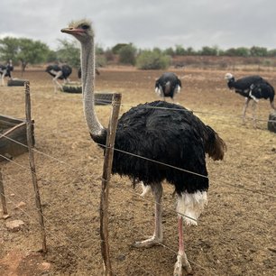 Straußenfarm Besuch