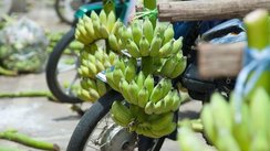Bananen auf Rädern, Vietnam