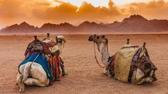 Kamele in der Wüste, Sinai Aegypten