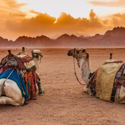 Kamele in der Wüste, Sinai Aegypten