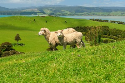 Auckland Region Duder regional Park Schafe, Neuseeland