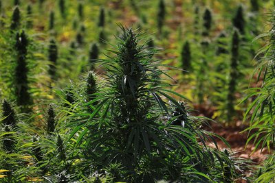 Cannabis Feld im Libanon