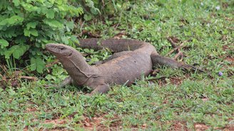 Waran auf Jeep-Safari im Yala-Nationalpark