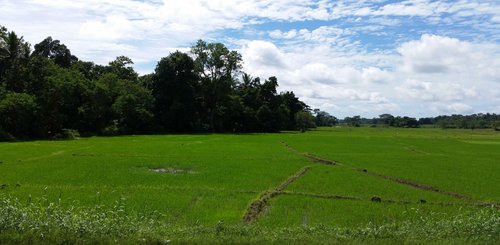 Felder,  Sri Lanka
