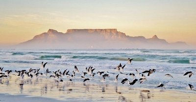 Storche im Sonnenaufgang am Tafelberg