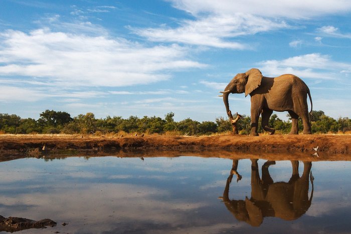 Elefant an Wasserquelle
