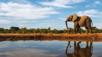 Elefant an Wasserquelle
