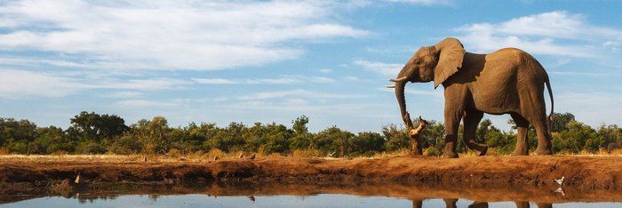 Elefant an Wasserquelle
