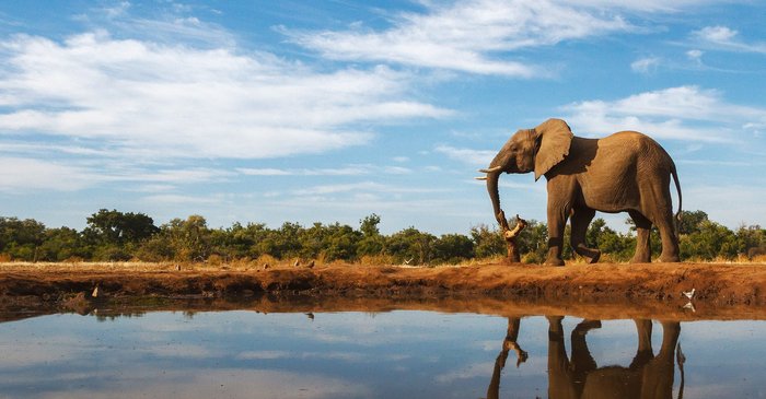 Elefant an Wasserquelle