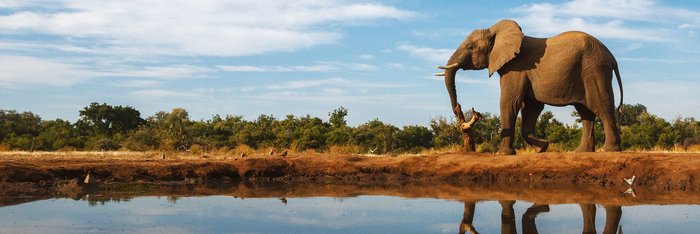Elefant an Wasserquelle