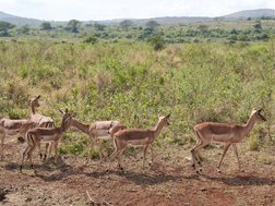 Blick auf mehrere Impalas im Hluhluwe-iMfolozi Nature Reserve in Südafrika