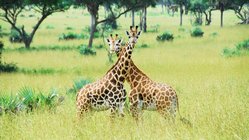 Giraffen, Uganda