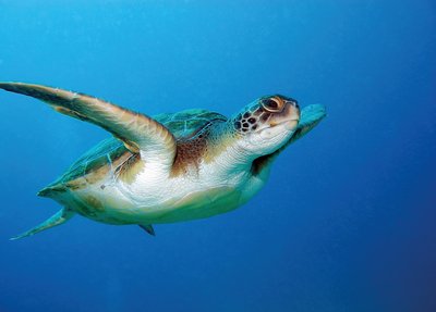 Meeresschildkröte, Visum und Einreise Kapverden