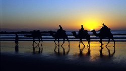 Marokko, Kamele