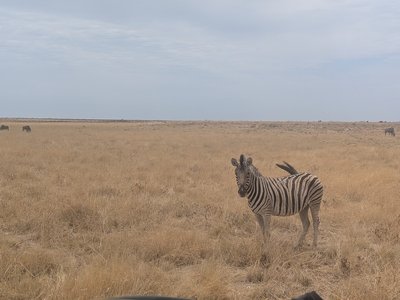 Zebra im Etosha Nationalpark