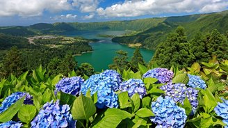 Blumen der Azoren