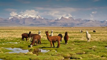 Lamas in Bolivien