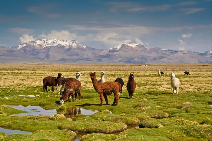 Lamas in Bolivien
