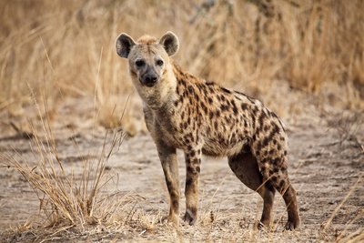 Hyäne in Südafrika