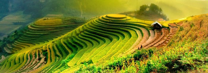 Reisfelder in Laos
