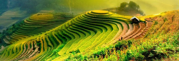 Reisfelder in Laos