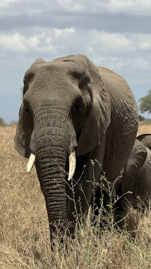Blick auf einen Elefanten im Tarangire Nationalpark