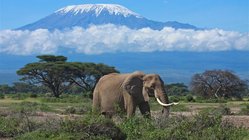 Elefant Kilimanjaro, Tansania